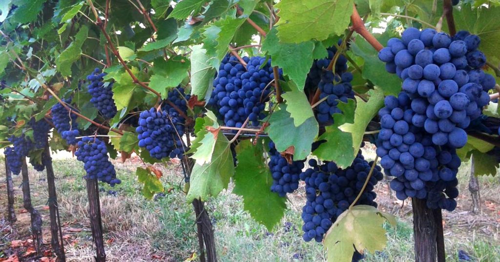 sangiovese