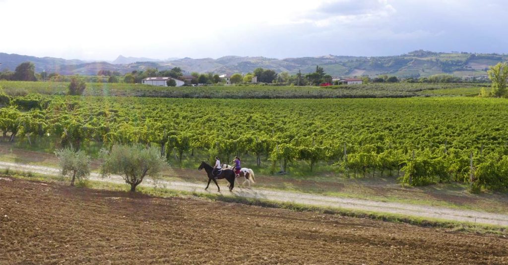 vigne sancrispino