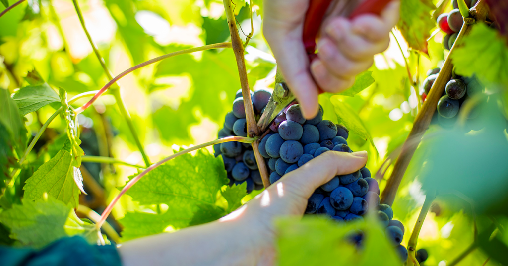 vendemmia