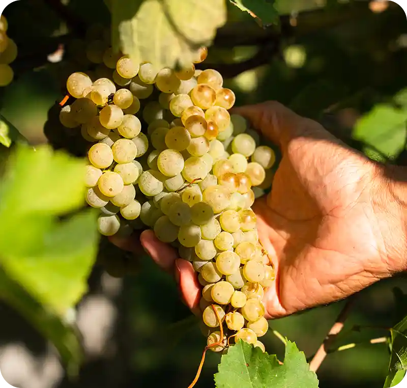 La storia di Sancrispino tra i vigneti e le uve italiane